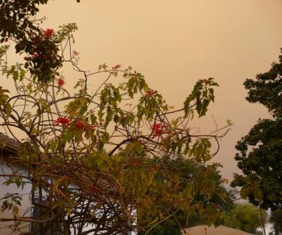 Smoke behind scraggly poinsettia