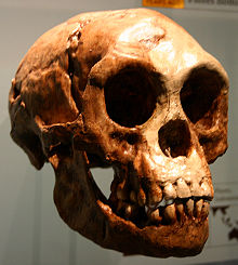 220px-Homo_floresiensis.jpg