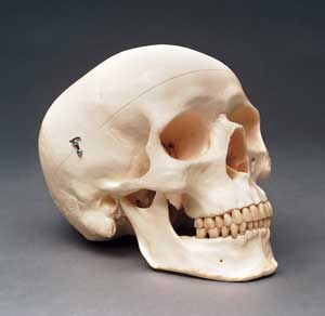 human skull