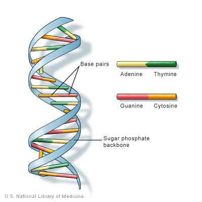 dna-2.jpg