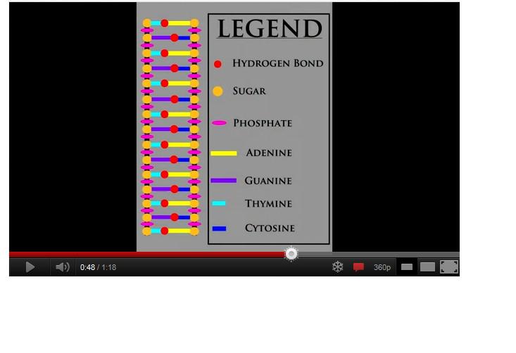 DNA explained