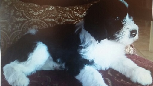 Tibetan Terrier Pup.jpg